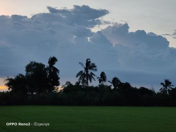 Scenic view of palm trees on field against sky