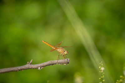 Close-up of insect