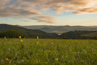 Scenic view of field against sky