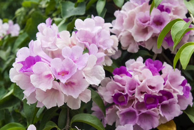 Close-up of pink flowers blooming outdoors