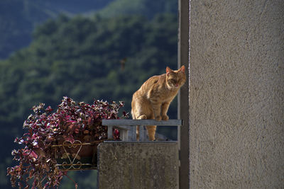 View of cat on wall