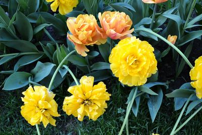 Close-up of yellow flowers