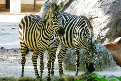 Close-up of zebra crossing