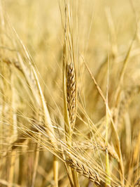 Close-up of wheat growing on field