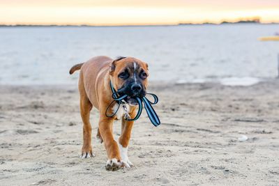 Dog on beach