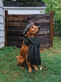 Dog looking away on field