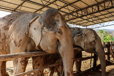 Close-up of elephant