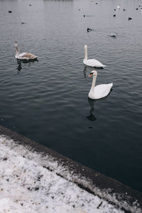 High angle view of swans swimming in lake