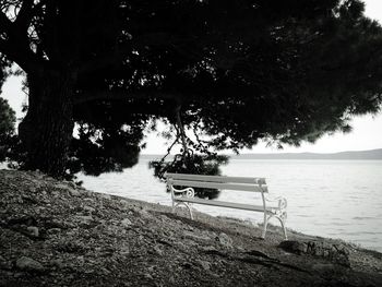 Trees by river