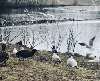 Swans on lake during winter