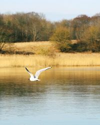 Seagull flying over lake