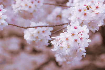 Close-up of white cherry blossom