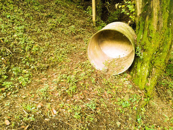 High angle view of tree in field