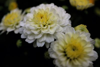 Close-up of yellow dahlia blooming outdoors