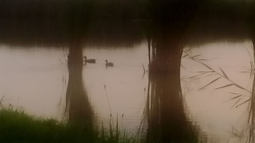 View of trees in water