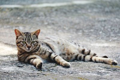 Portrait of cat lying on field