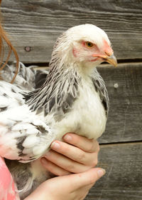 Close-up of hand holding bird