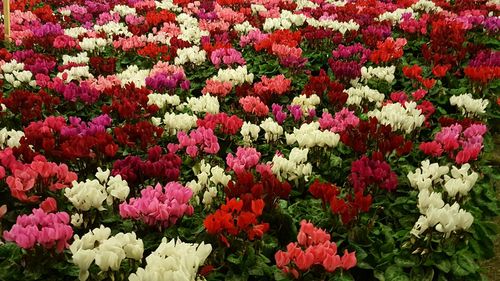 High angle view of red tulips