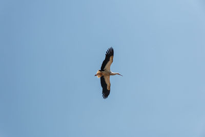 Low angle view of bird flying