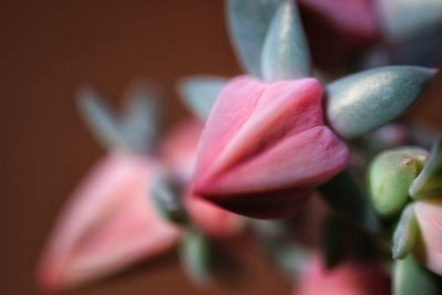Close-up of flower blooming outdoors