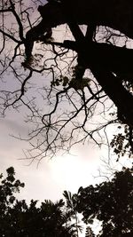 Low angle view of bare trees against sky