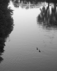 Swan swimming in lake