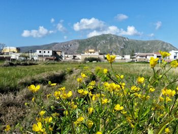 Yellow flowers growing in field