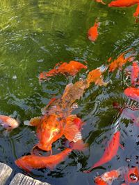 High angle view of koi carps swimming in lake