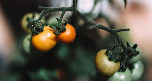 Close-up of cherry tomatoes on plant