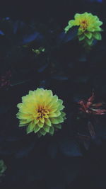 Close-up of yellow flowering plant