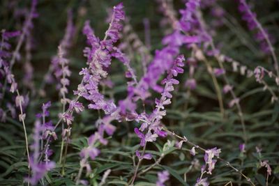 Close-up of purple flowering plants on field