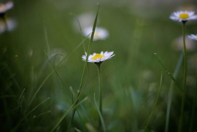 Close-up of white flowering plant in field