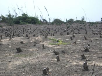 Scenic view of field against clear sky