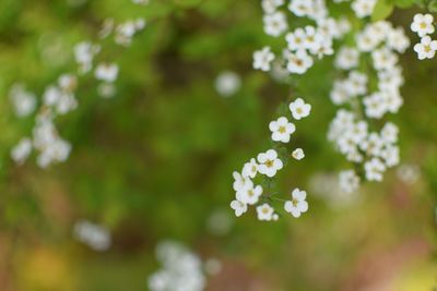 Close-up of white flowers blooming outdoors