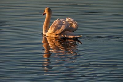 Duck swimming in lake