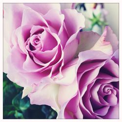 Close-up of pink rose