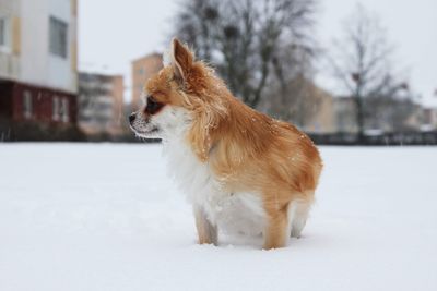 Rainy the chihuahua 