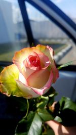 Close-up of red flower