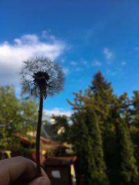 Low angle view of flower trees against sky