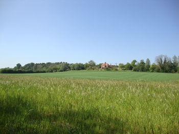 Scenic view of grassy field against blue sky