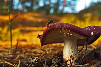 Close-up of fly on agaric mushroom growing at forest