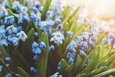 Spring flowers - blue scilla flowering in sunlight