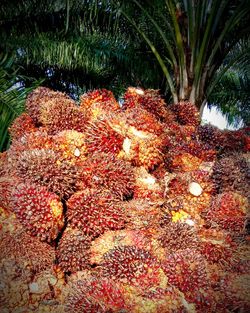 High angle view of plants in sea