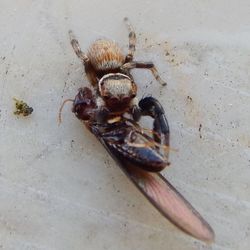 High angle view of insect