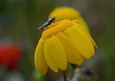 Close-up of insect pollinating on yellow flower
