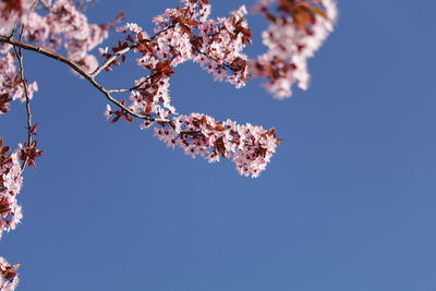 Close up of blooming tree with pink flowers in spring