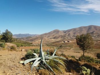 Scenic view of desert against blue sky