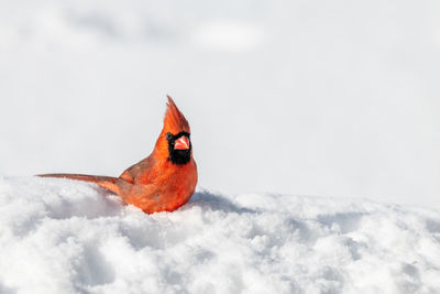 Close-up of a bird on snow covered field