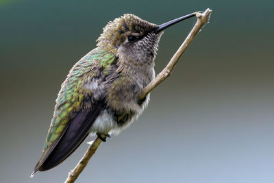 Close-up of bird perching outdoors