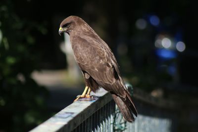 Close-up of bird perching on railing